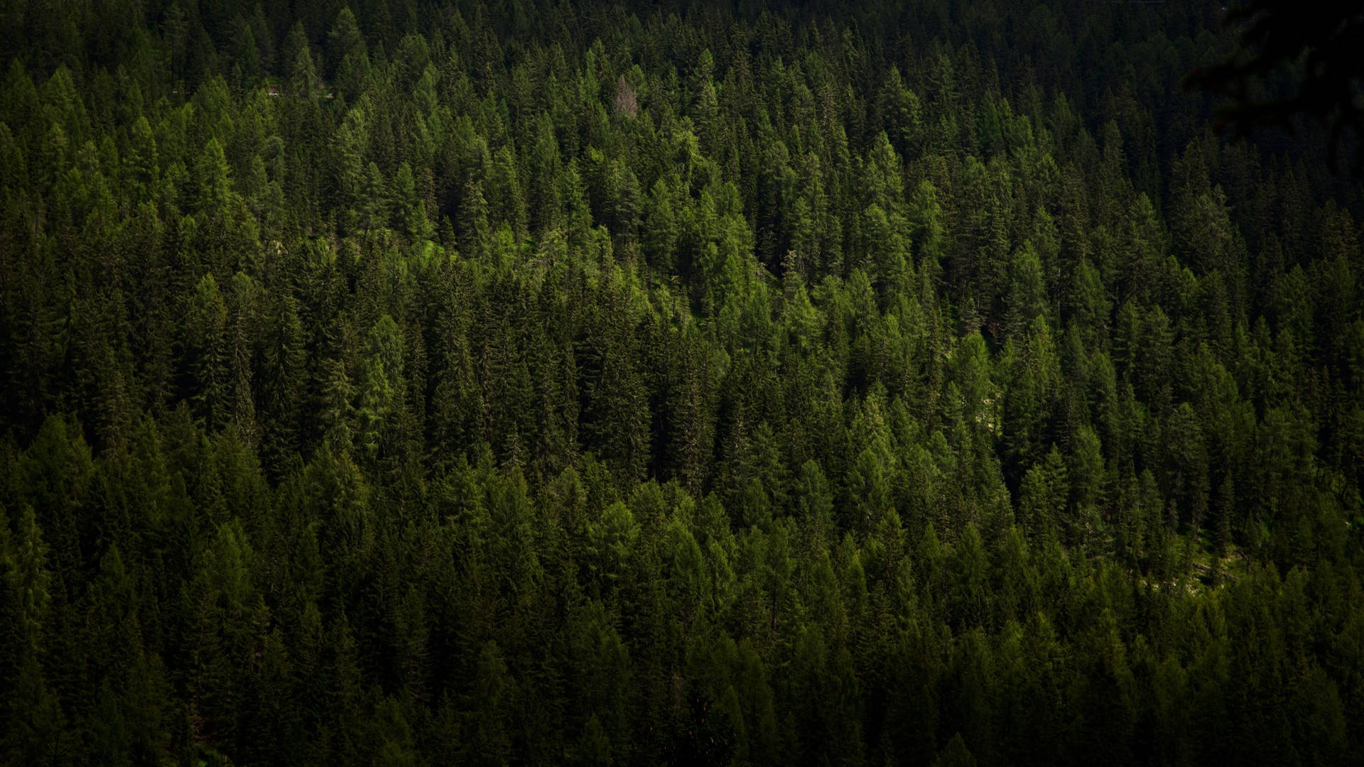 4k Forest Wallpaper