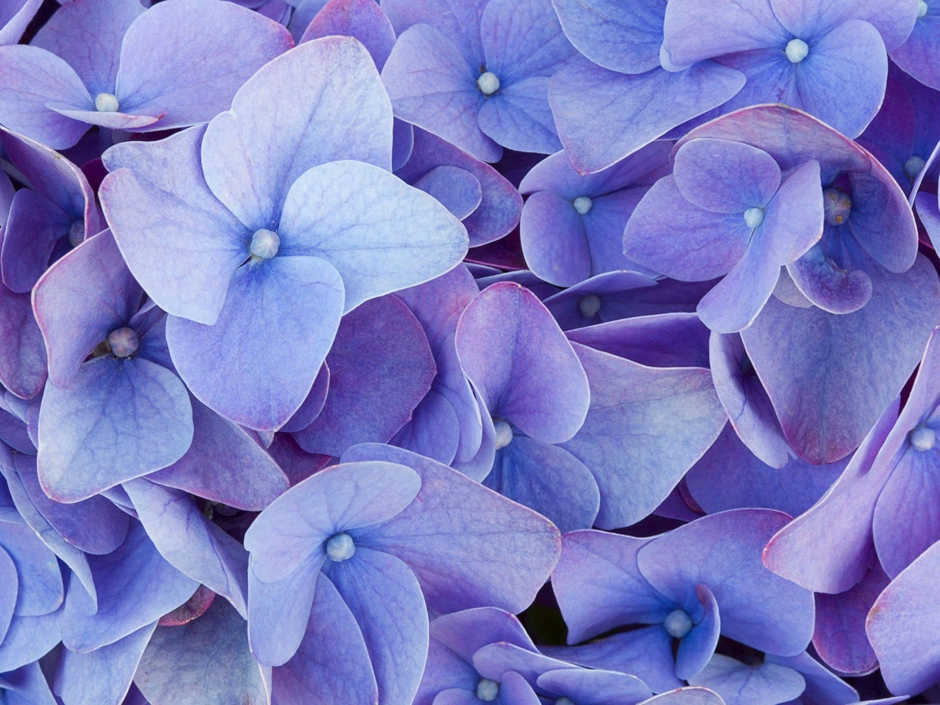 Purple Flower Desktop Wallpaper