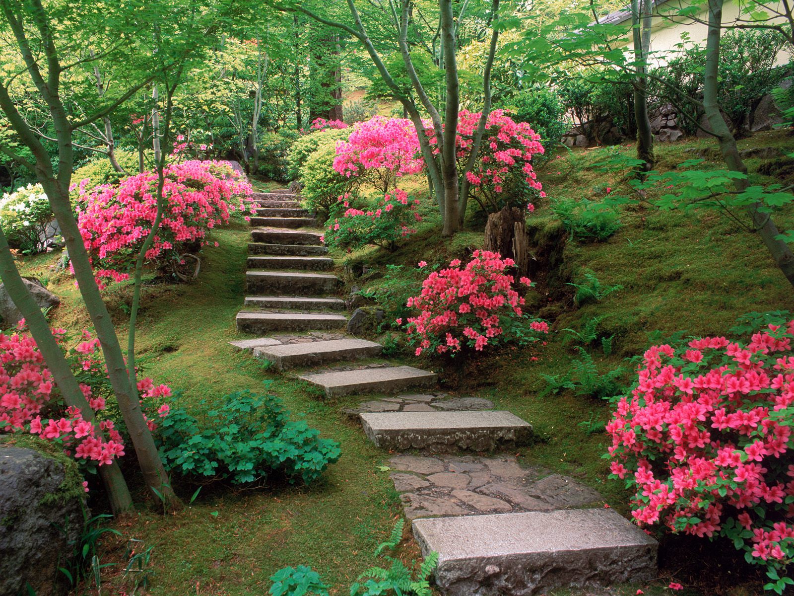 Azaleas Japanese Garden Wallpaper HD