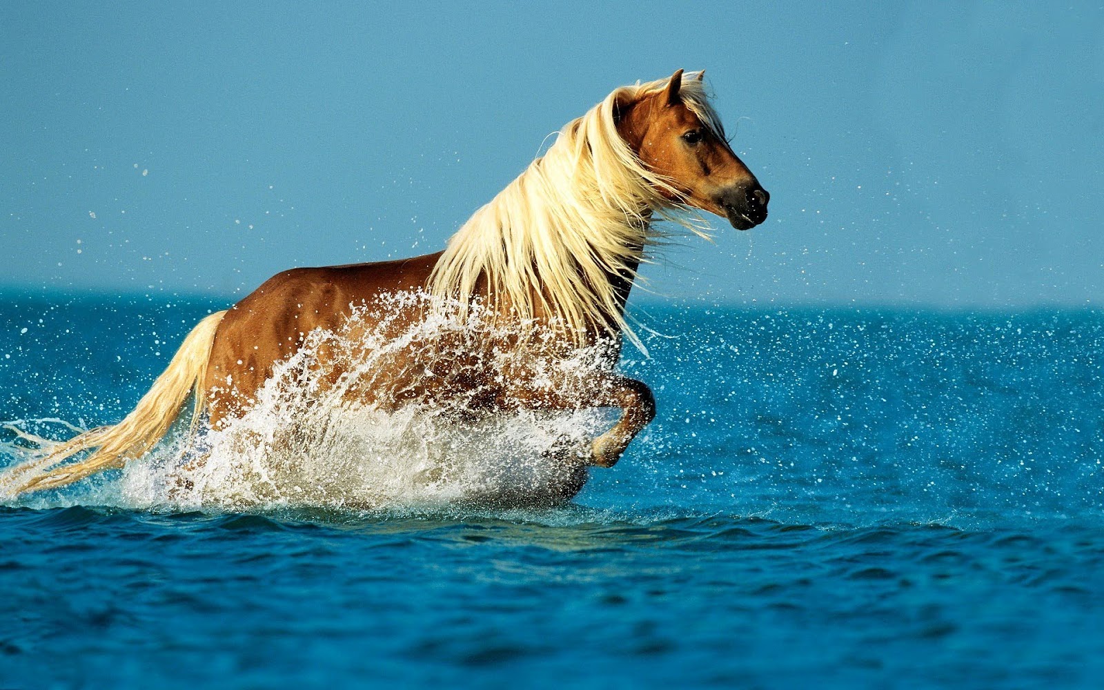 Brown Horse Running Through The Sea HD Wallpaper Background