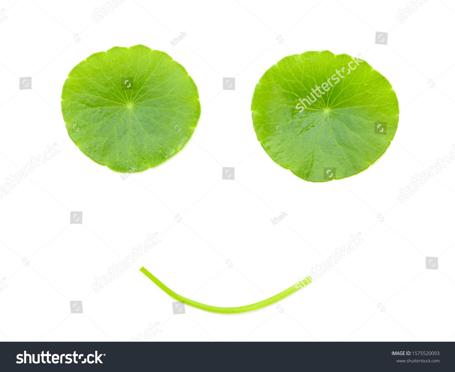 Smiling Leaves Fresh Gotu Kola Isolated On White