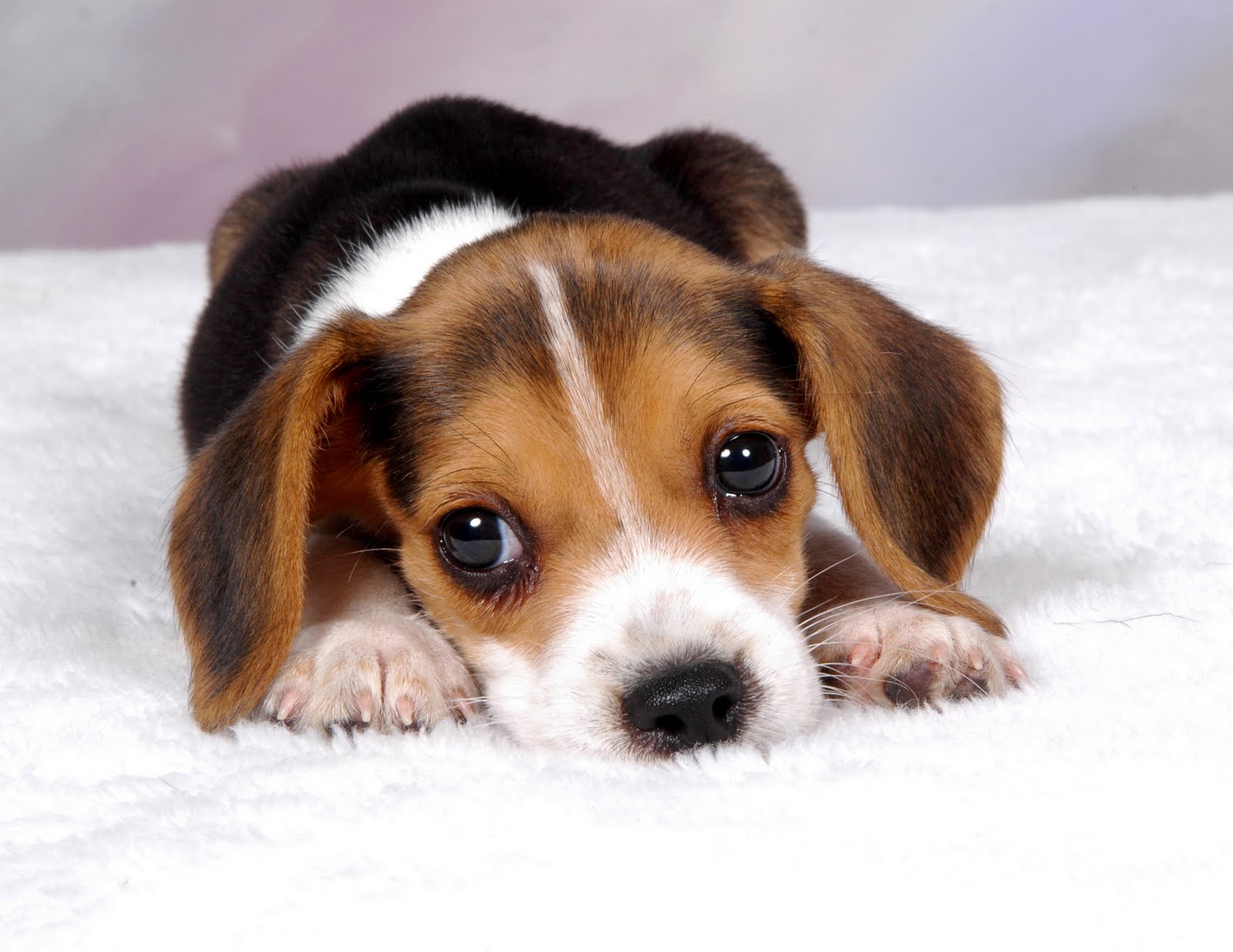 Wallpaper Beagle Puppy Background HD Background Desktop