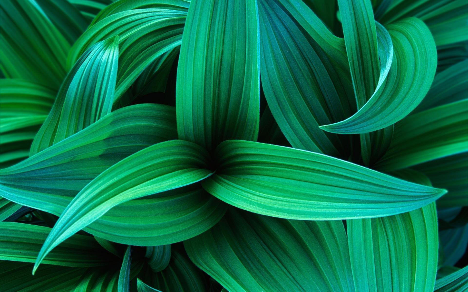 Green Leaf Wallpaper HD