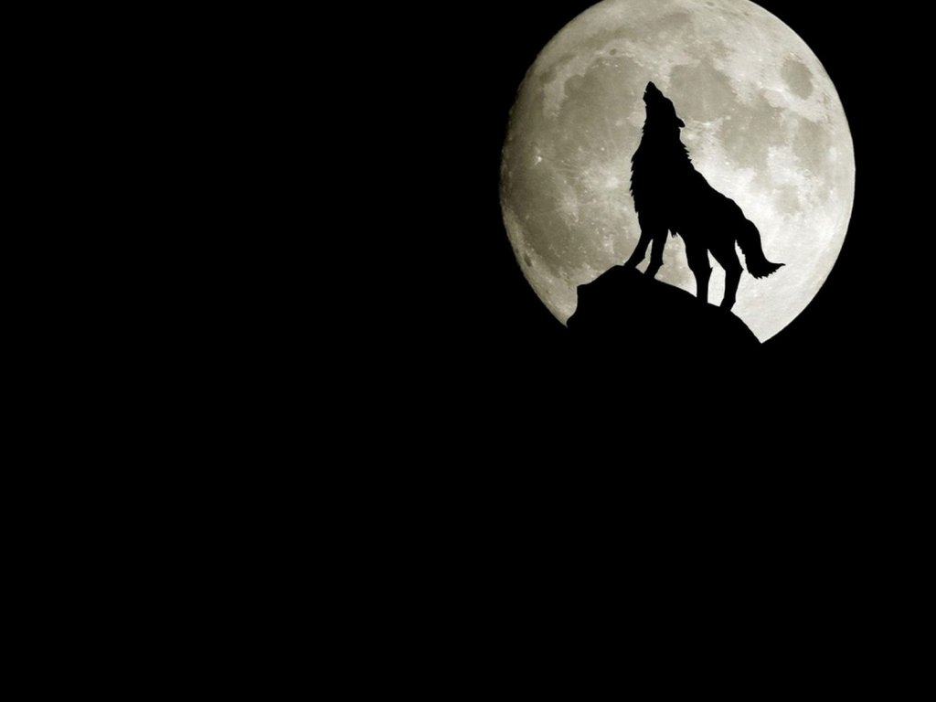 3d Wolf Wallpaper Pictures