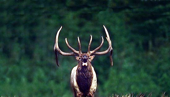 Top Elk Hunting Screensavers Image For