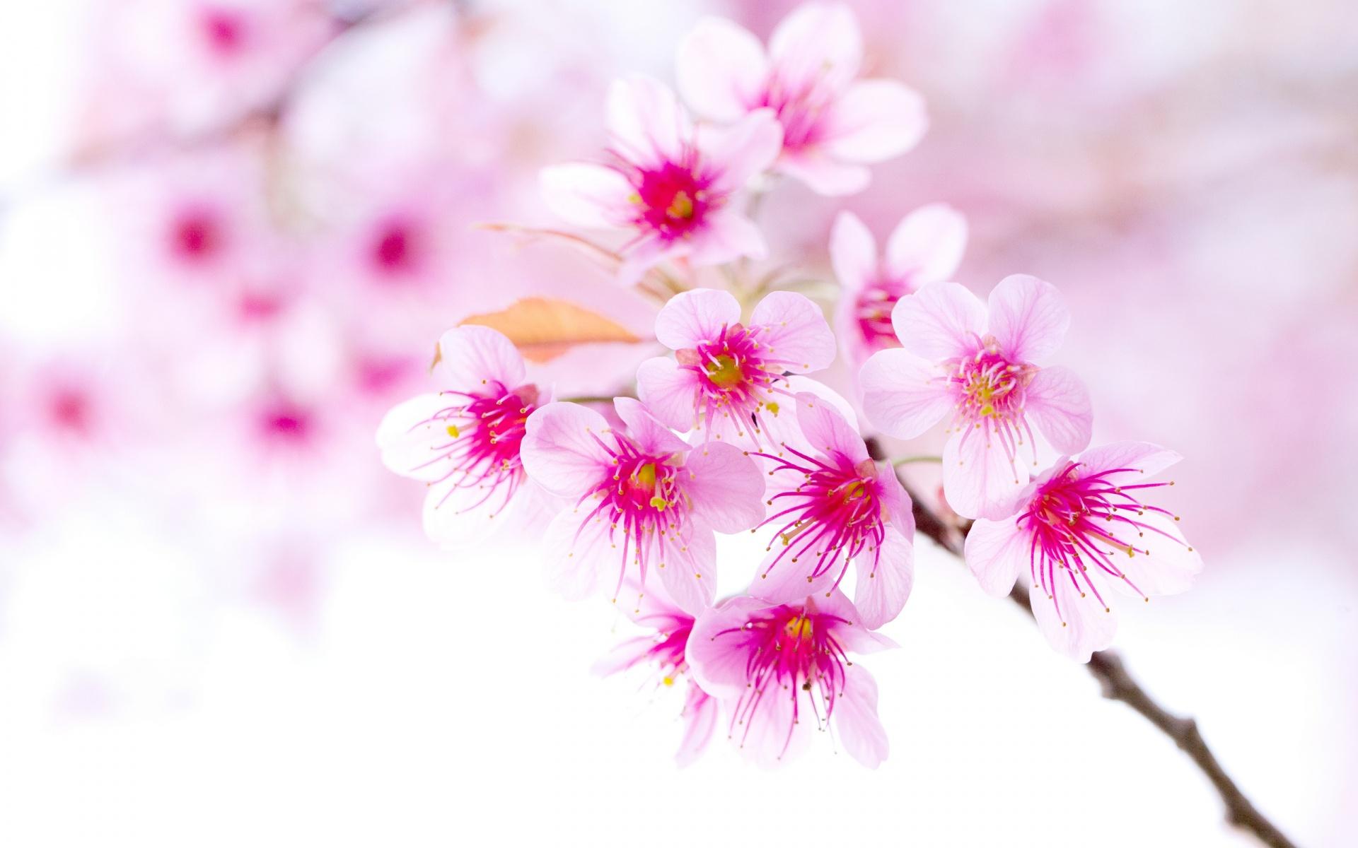Cherry Blossom Wallpaper Choice