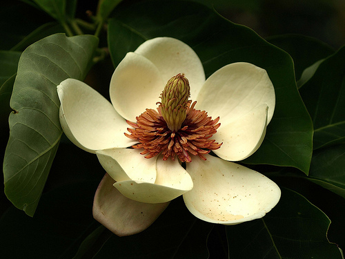Magnolia Tree Flower Pictures Meanings Of Flowers