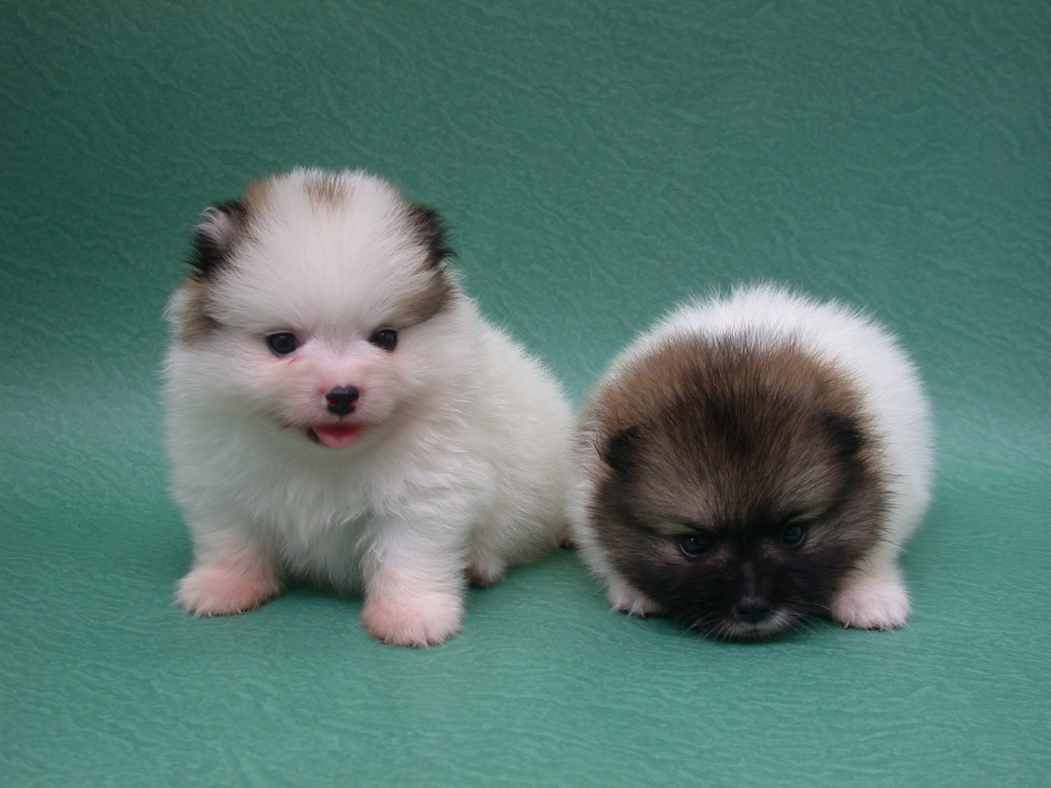 Pomeranian Puppies Wallpaper Desktop Dogs