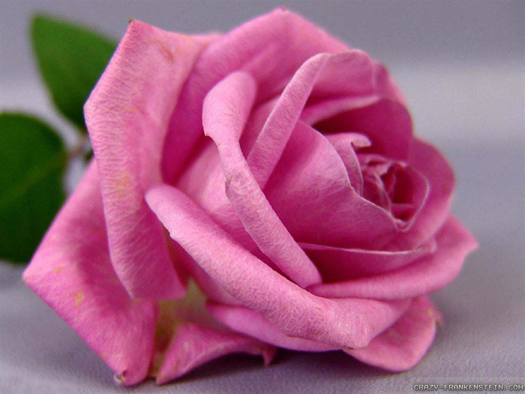 Wallpaper Cute Pink Rose Flower