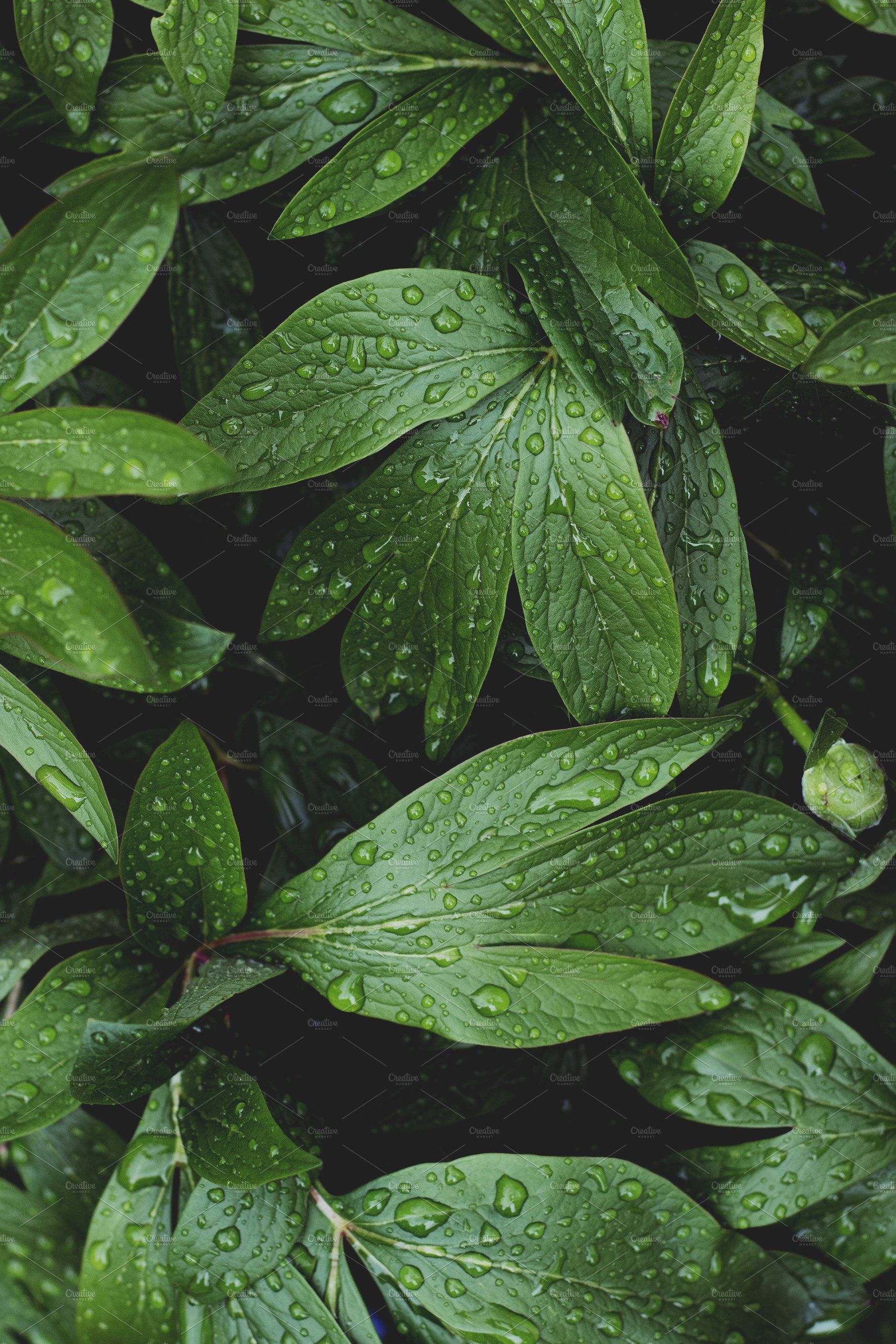 Lush Greenery With Raindrops By Ren Jordaan Photography Wallpaper