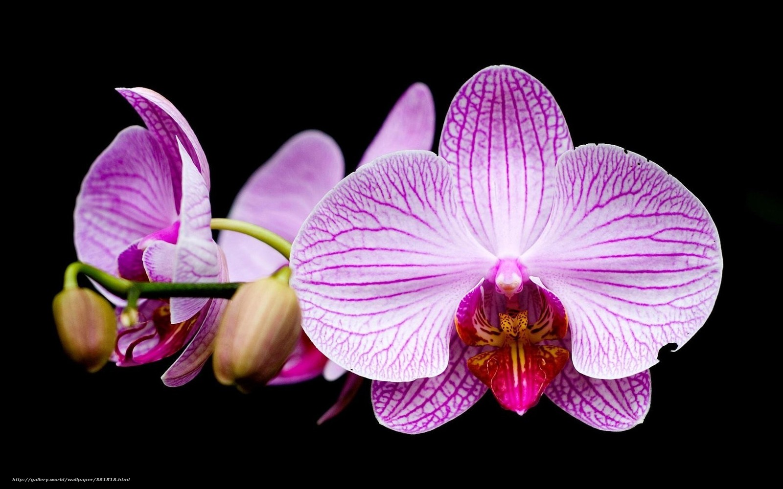 Orchid Desktop Wallpaper
