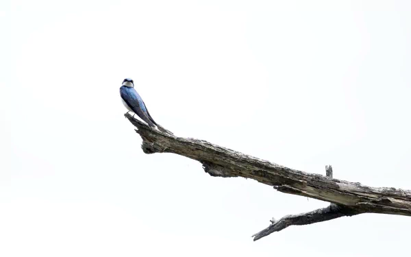 Swallow 4k Wallpaper