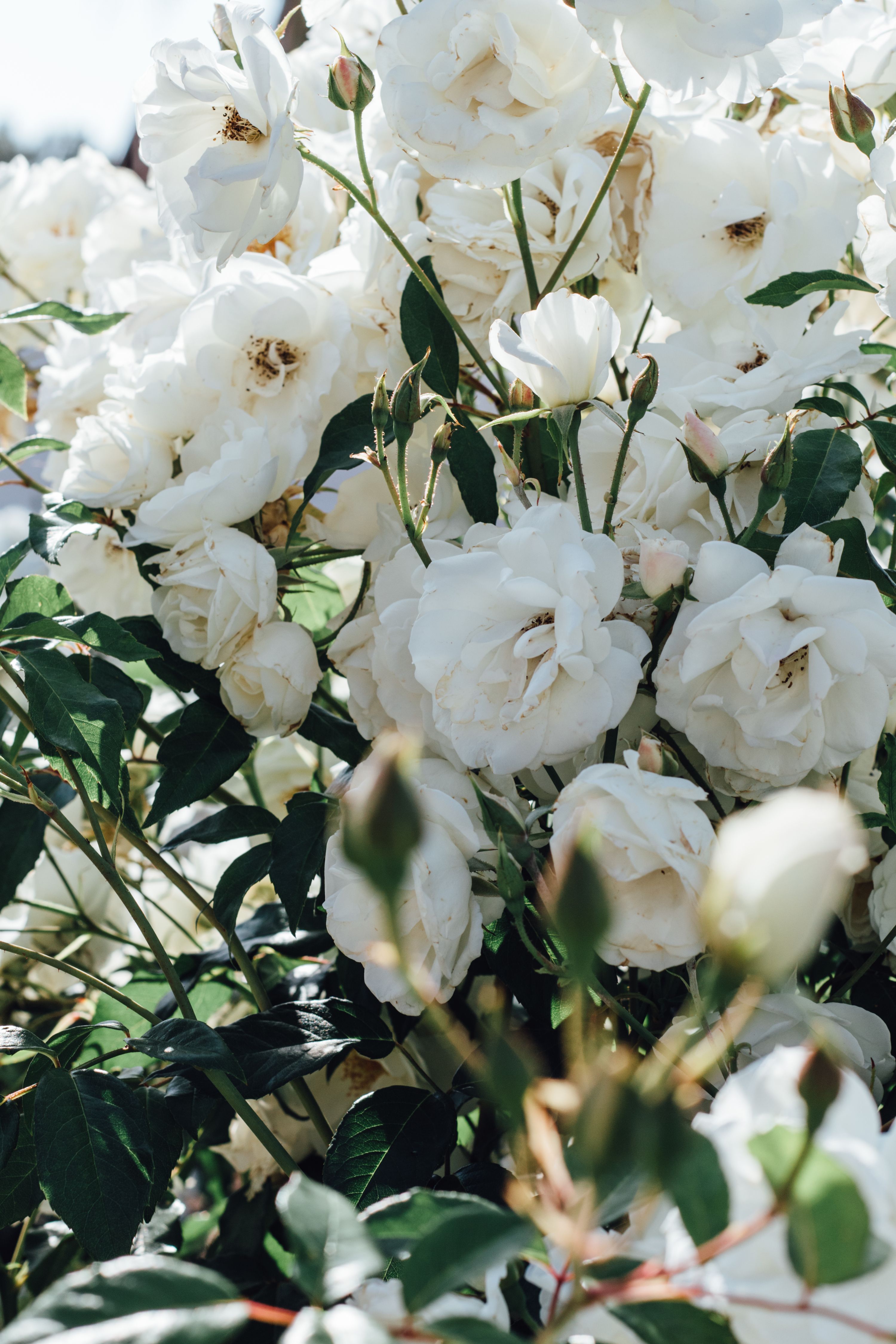 Aesthetic White Rose Wallpaper iPhone