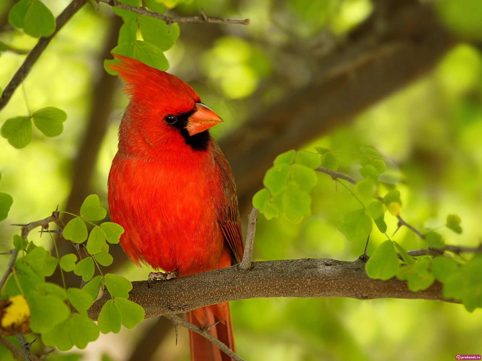 Beautiful Birds Wallpaper For Your Wide Screen Background