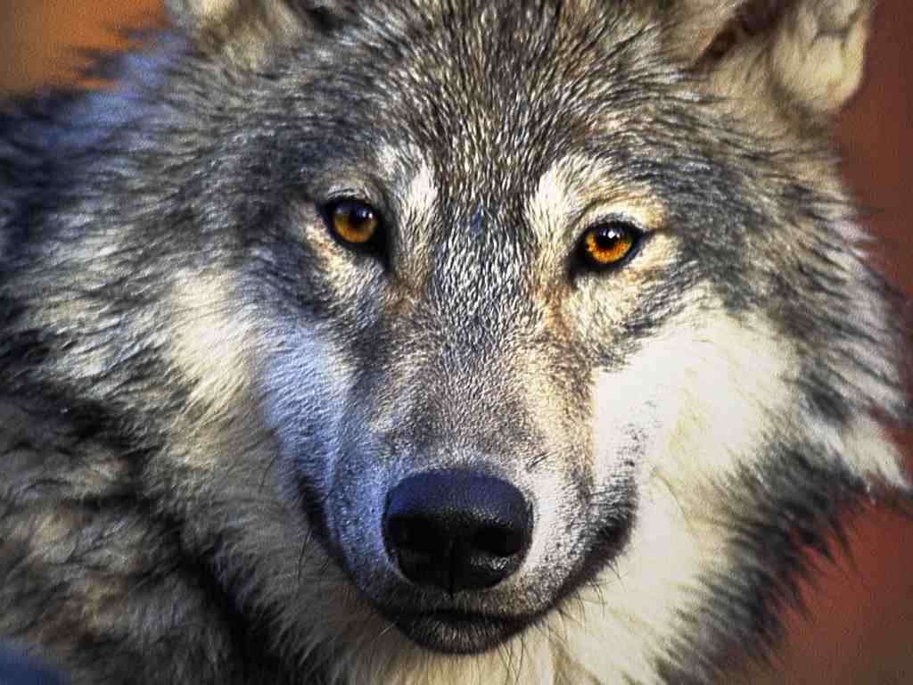 Cool HD Wallpaper Wolf