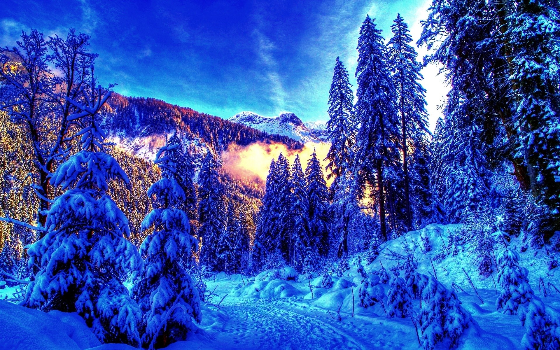 Snow Trees Wallpaper Winter Landscapes HDr