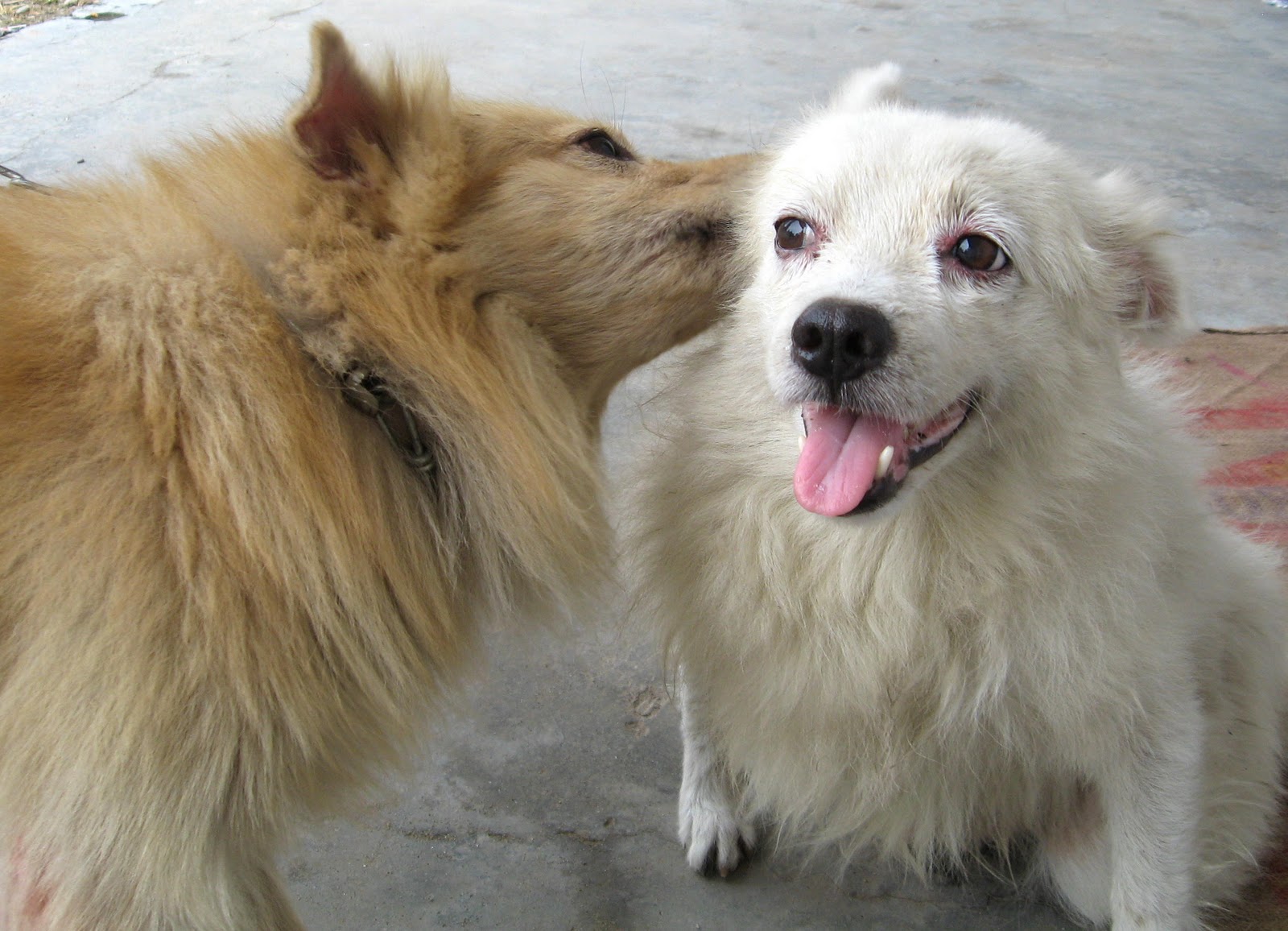Indian Spitz Dogs Photo And Wallpaper Beautiful