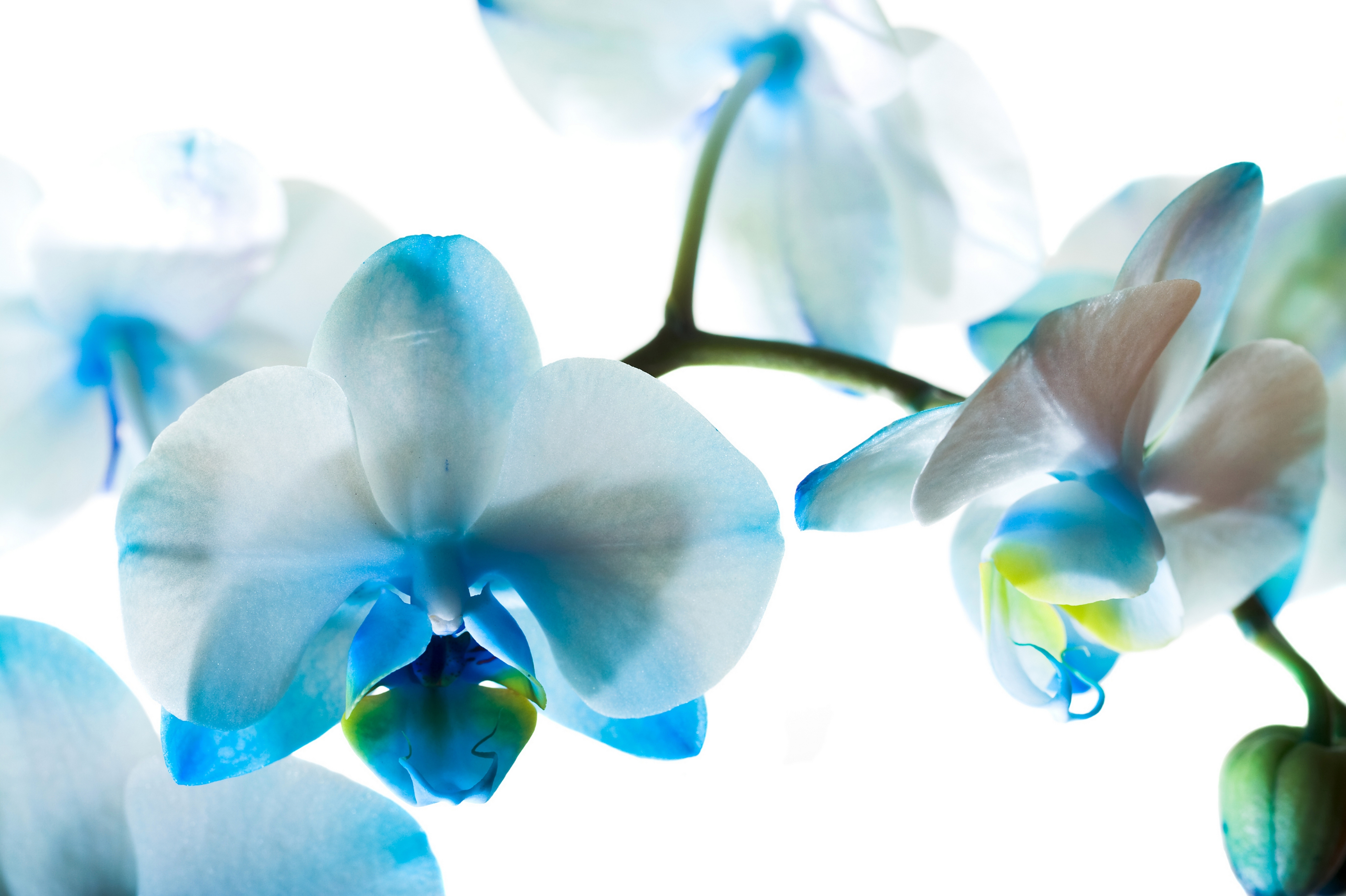 Blue Orchid Wallpaper - WallpaperSafari