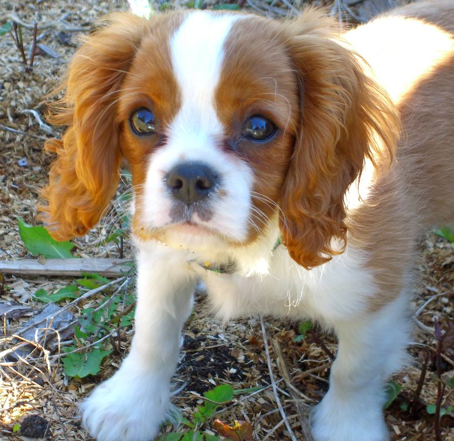 Cavalier King Charles Spaniel Appearance Temperament Pictures