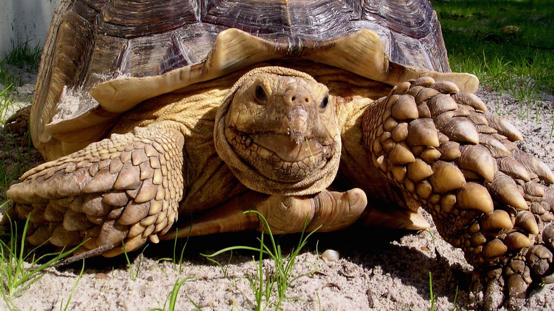 Cute Tortoise Image Baltana