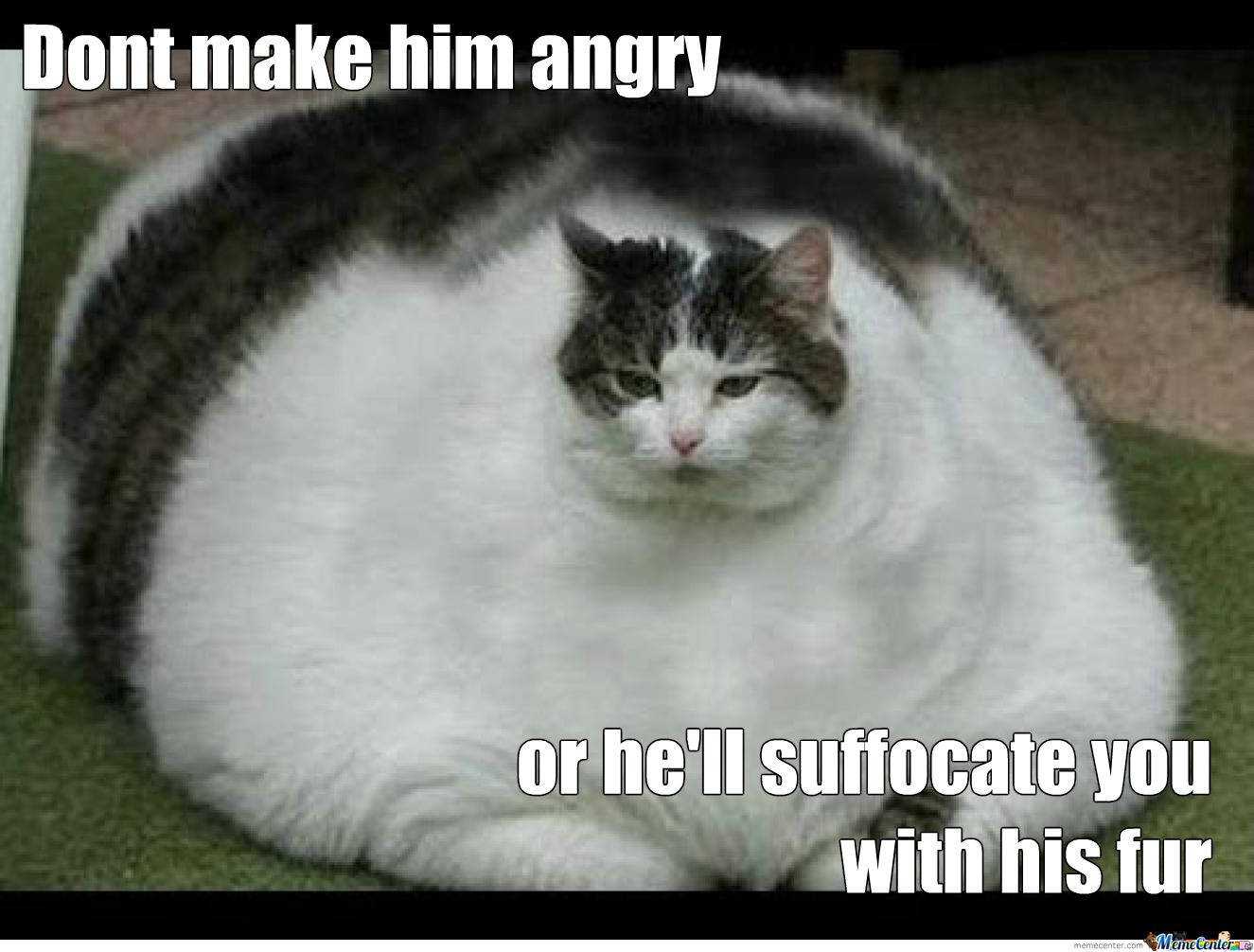 Cat Meme Wallpaper