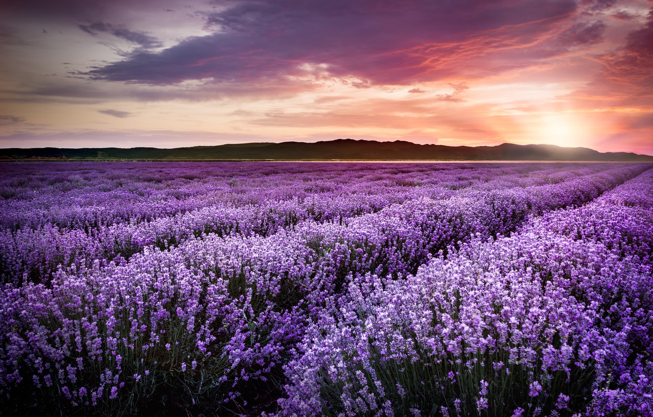Wallpaper Purple Sunset Flowers Field Lavender