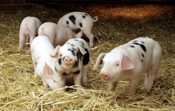 Wallpaper Pig Barn Hay Animals