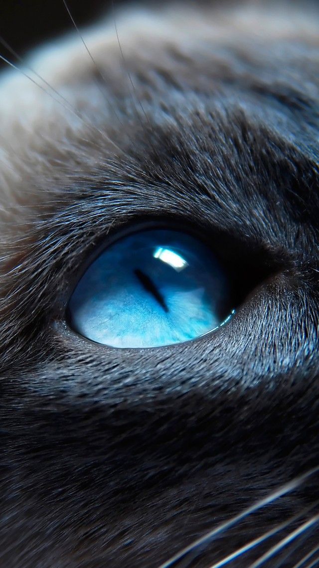 Gato Gatito Siam S Ojos Azules Hocico Hermoso Primer Plano