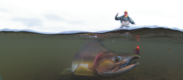 Lowest Salmon Fishing In Minnesota Eating Rates Guaranteed