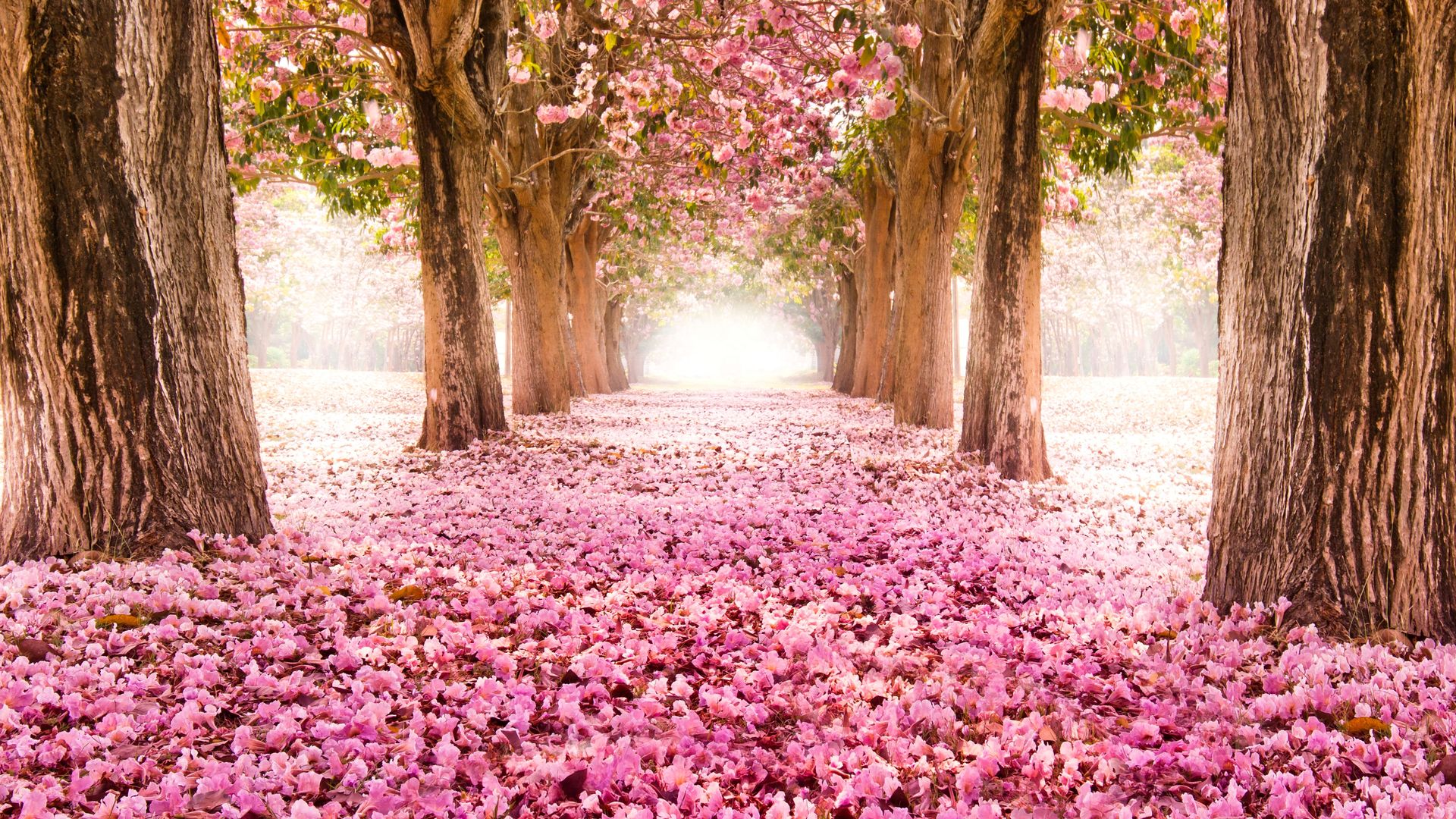 Sakura Trees Pink Flower Spring Nature HD Wallpaper Stream