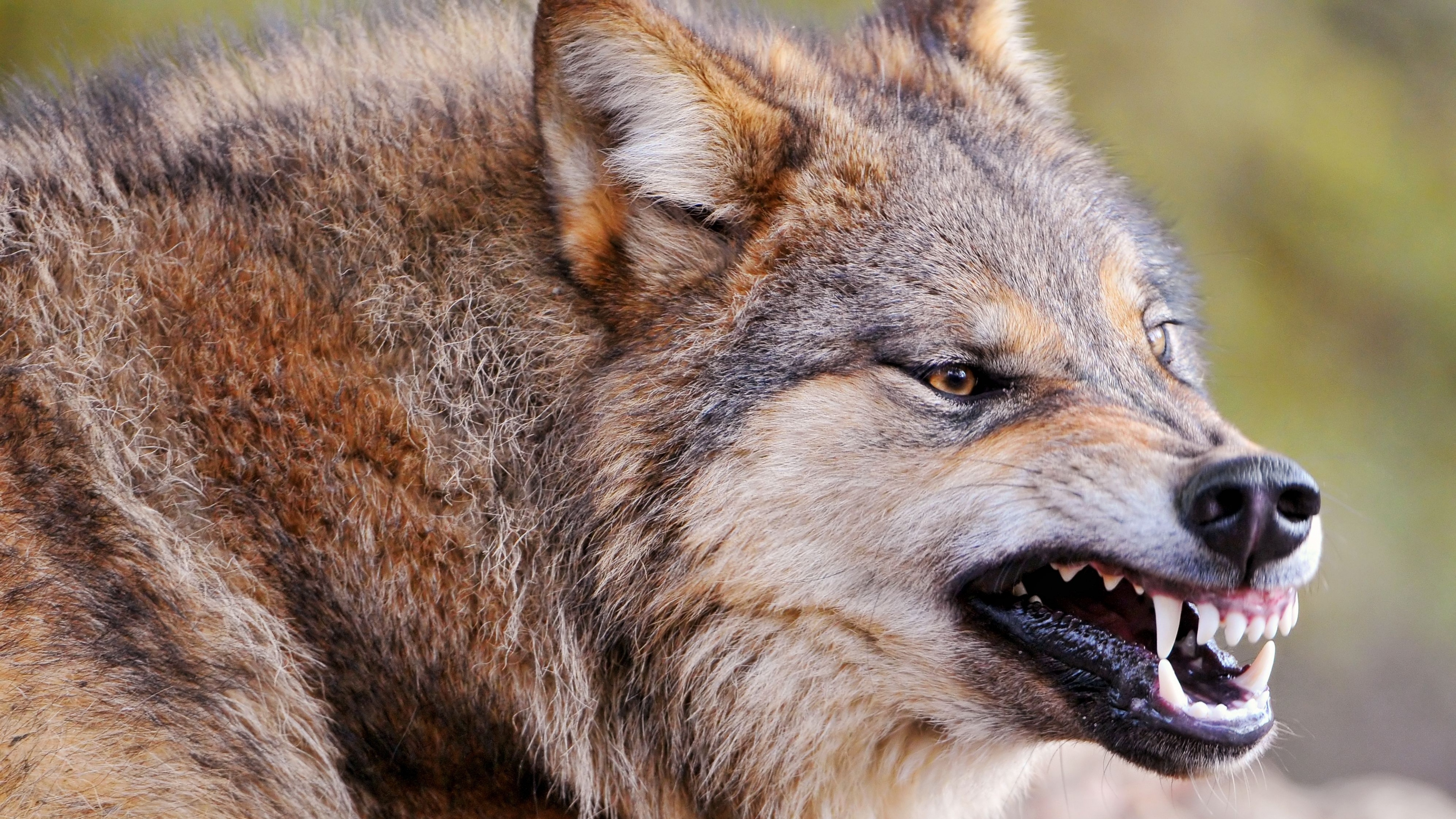 Free Download 4K Wolf Wallpaper [3840X2160] For Your Desktop, Mobile