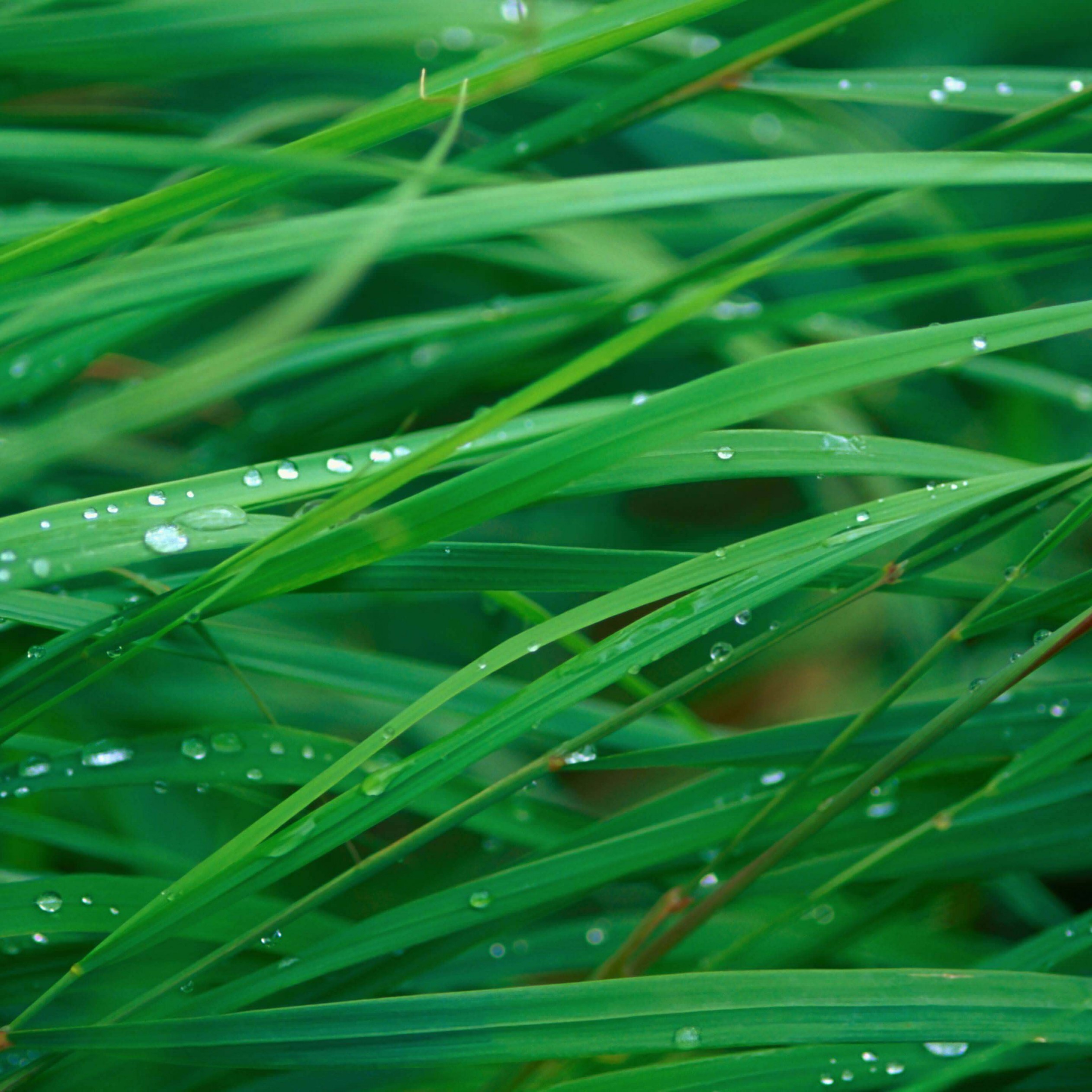 Download Green Blades Of Grass HD wallpaper for iPad mini