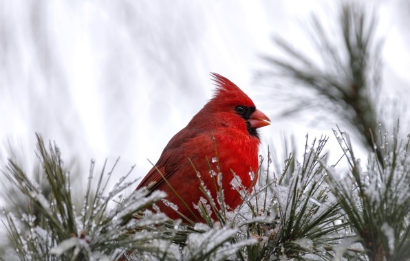 Wallpaper Cardinal Bird Red Snow Animals