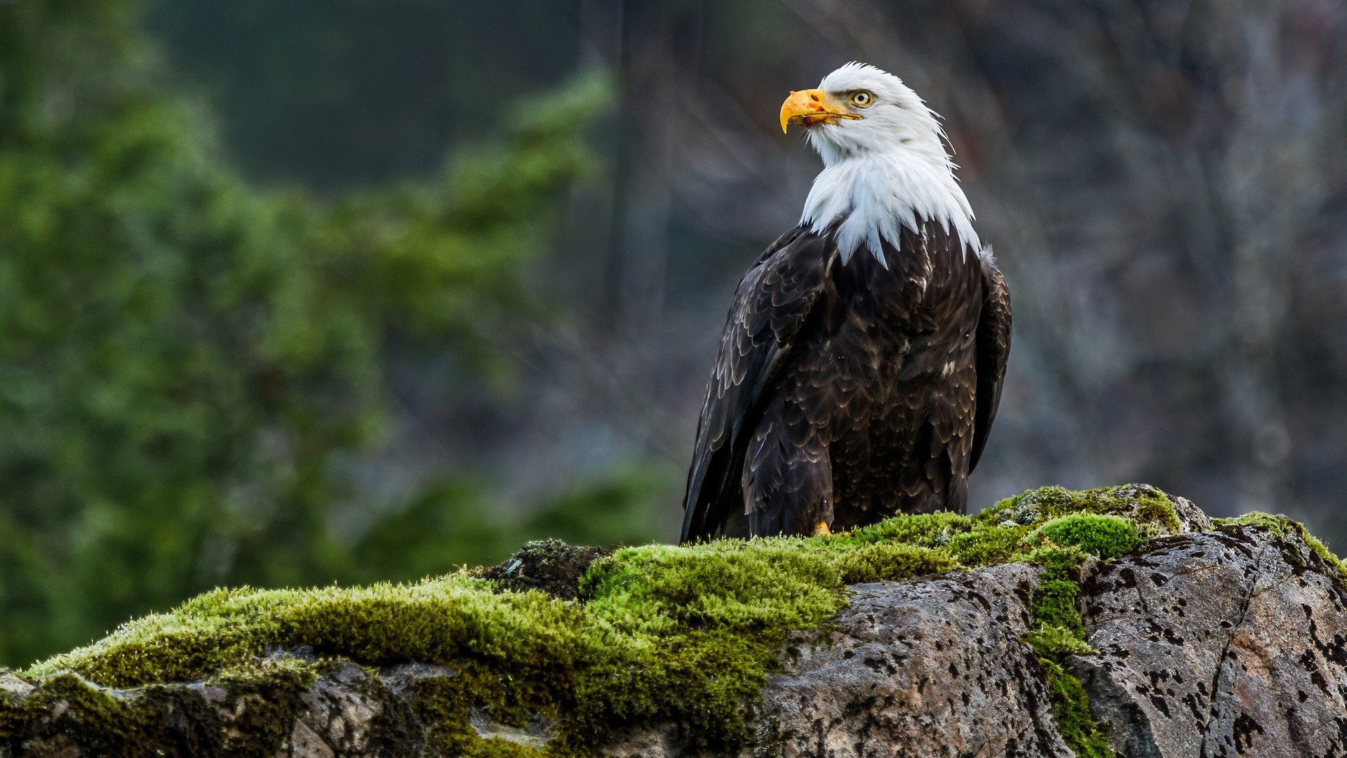 Animal Nature Wallpaper