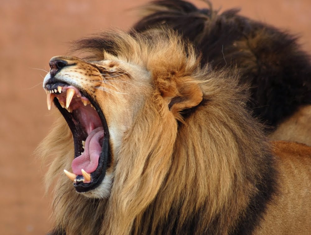 Animal Wallpaper Roaring Lion