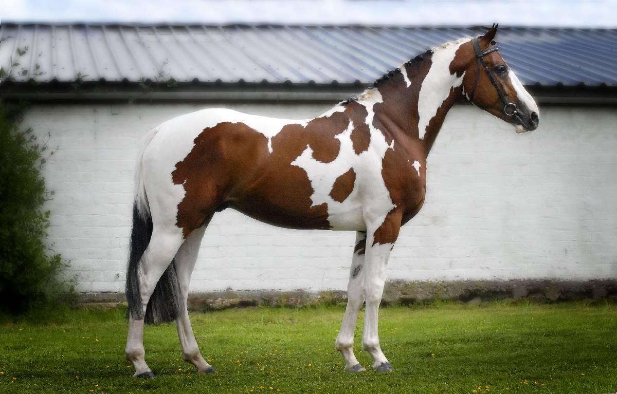 American Paint Horses Ing Gallery