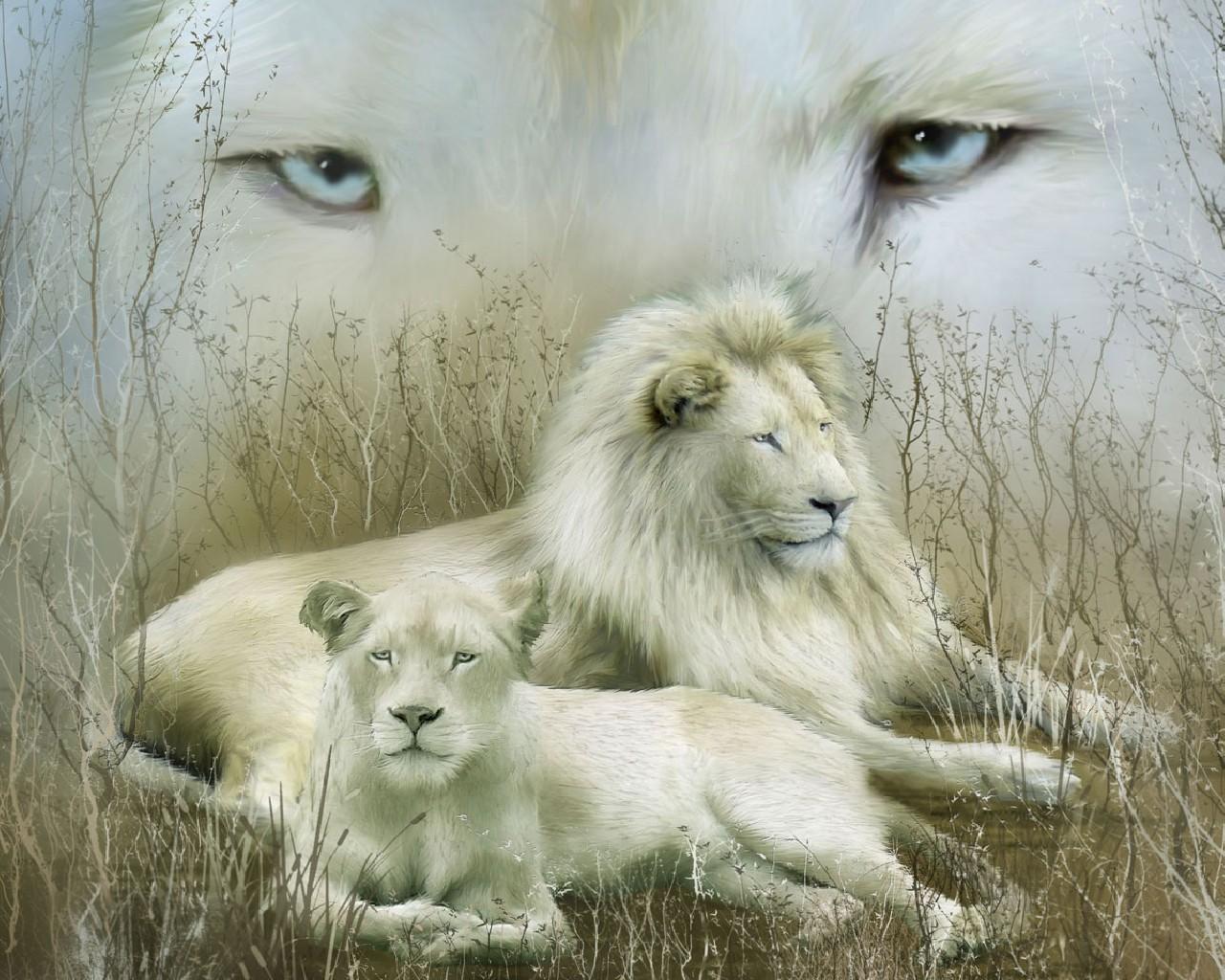 White Lions Image Wallpaper Photos