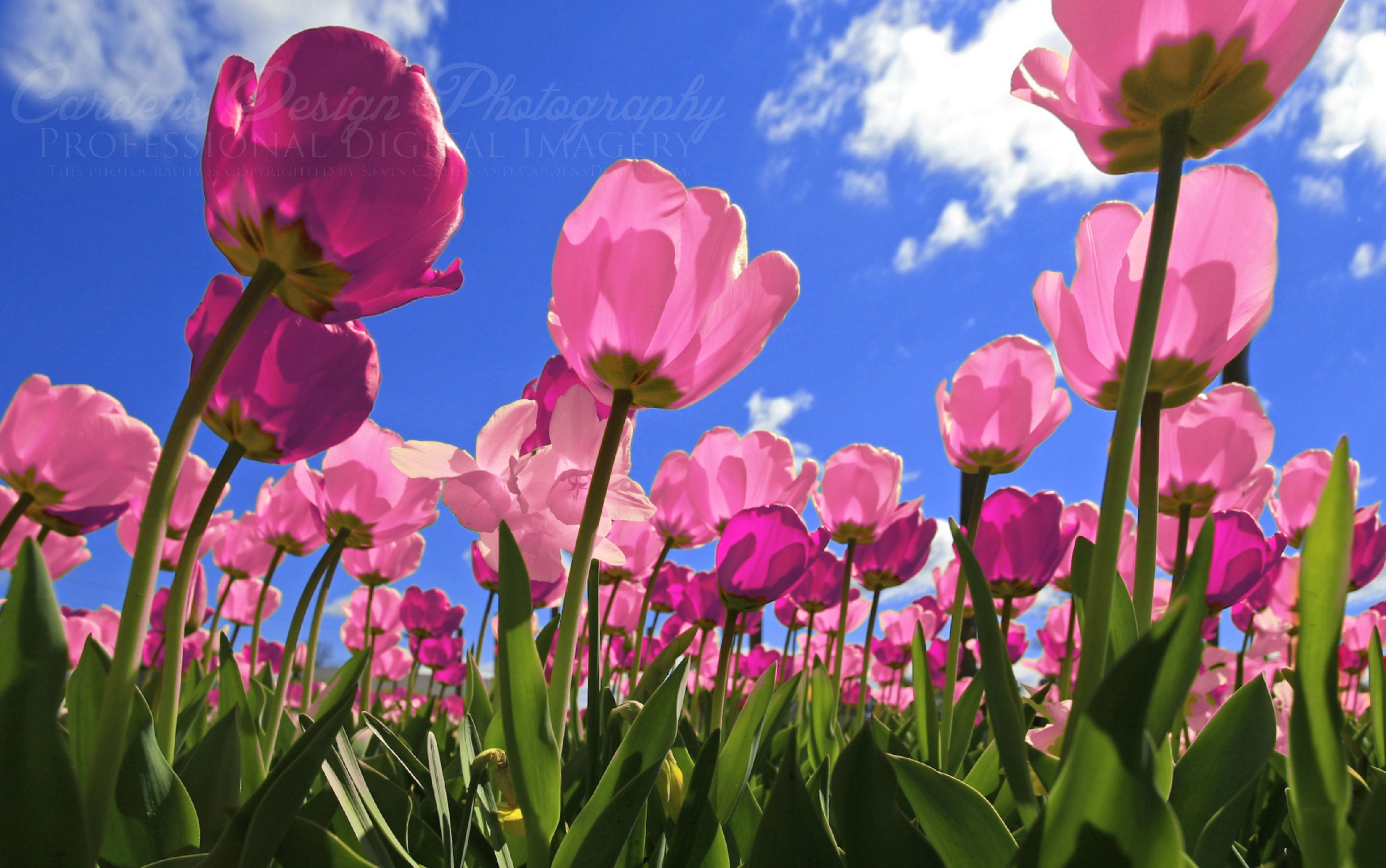 Pink Tulips Sky HD Wallpaper