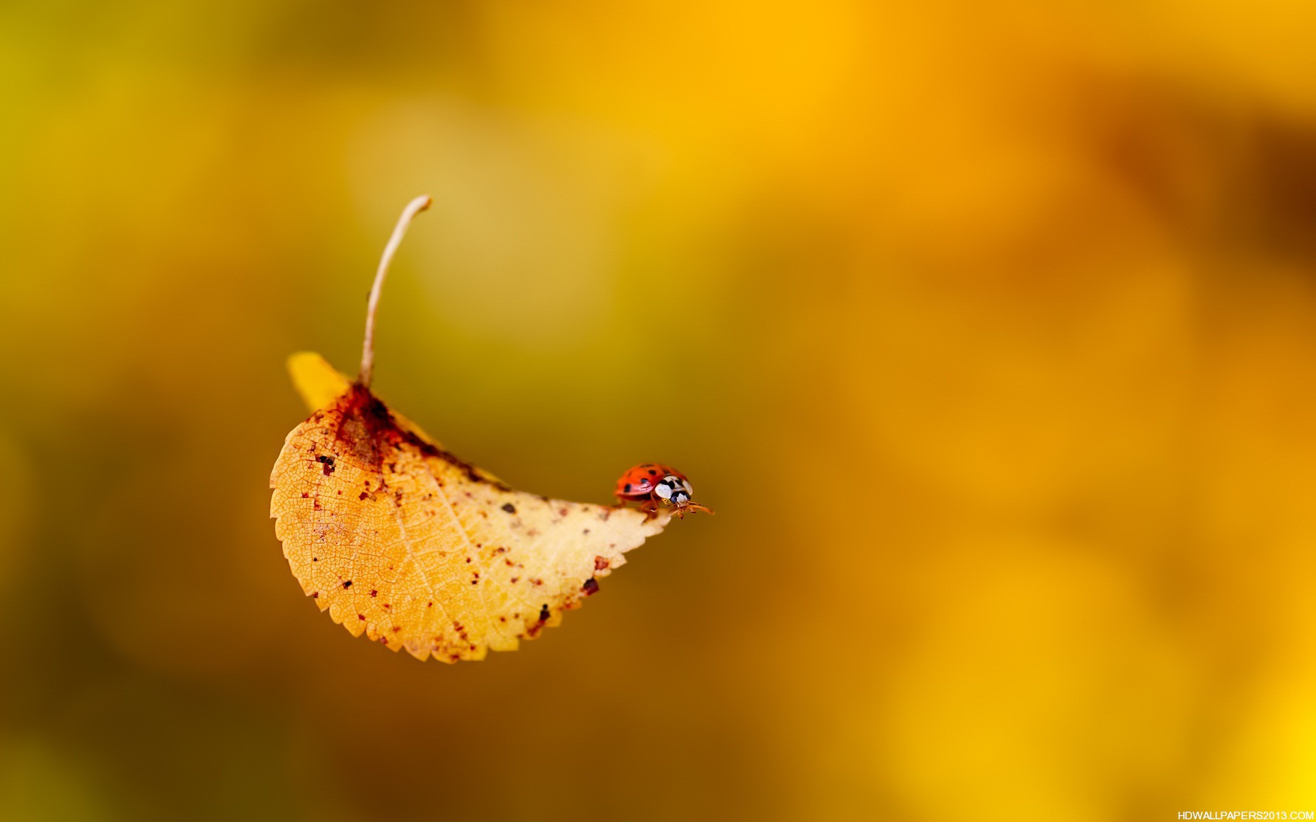 Cute Fall Desktop Background Image Amp Pictures Becuo