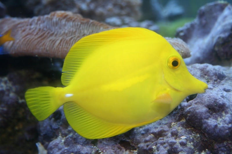 Aquarium Fish Yellow Tang Wallpaper Fun Animals Wiki Videos