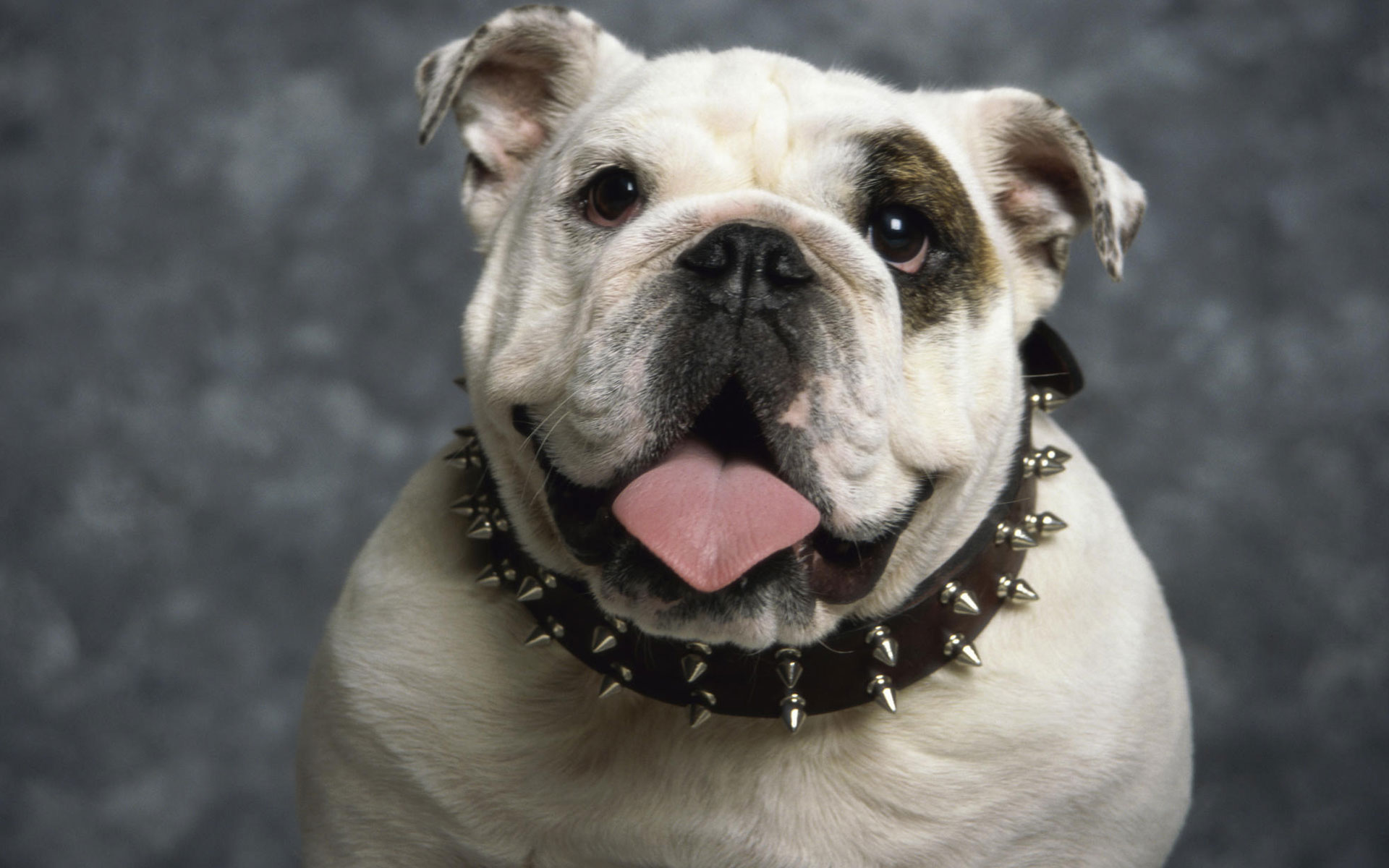 English Bulldog Wallpaper HD