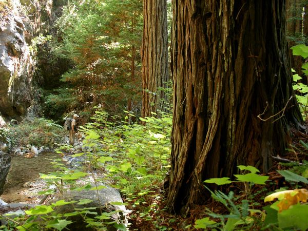 Redwoods Photo Gallery Pictures Forests Wallpaper