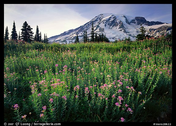 Field Of Pink Flowers And Mount Rainier Late Afternoon