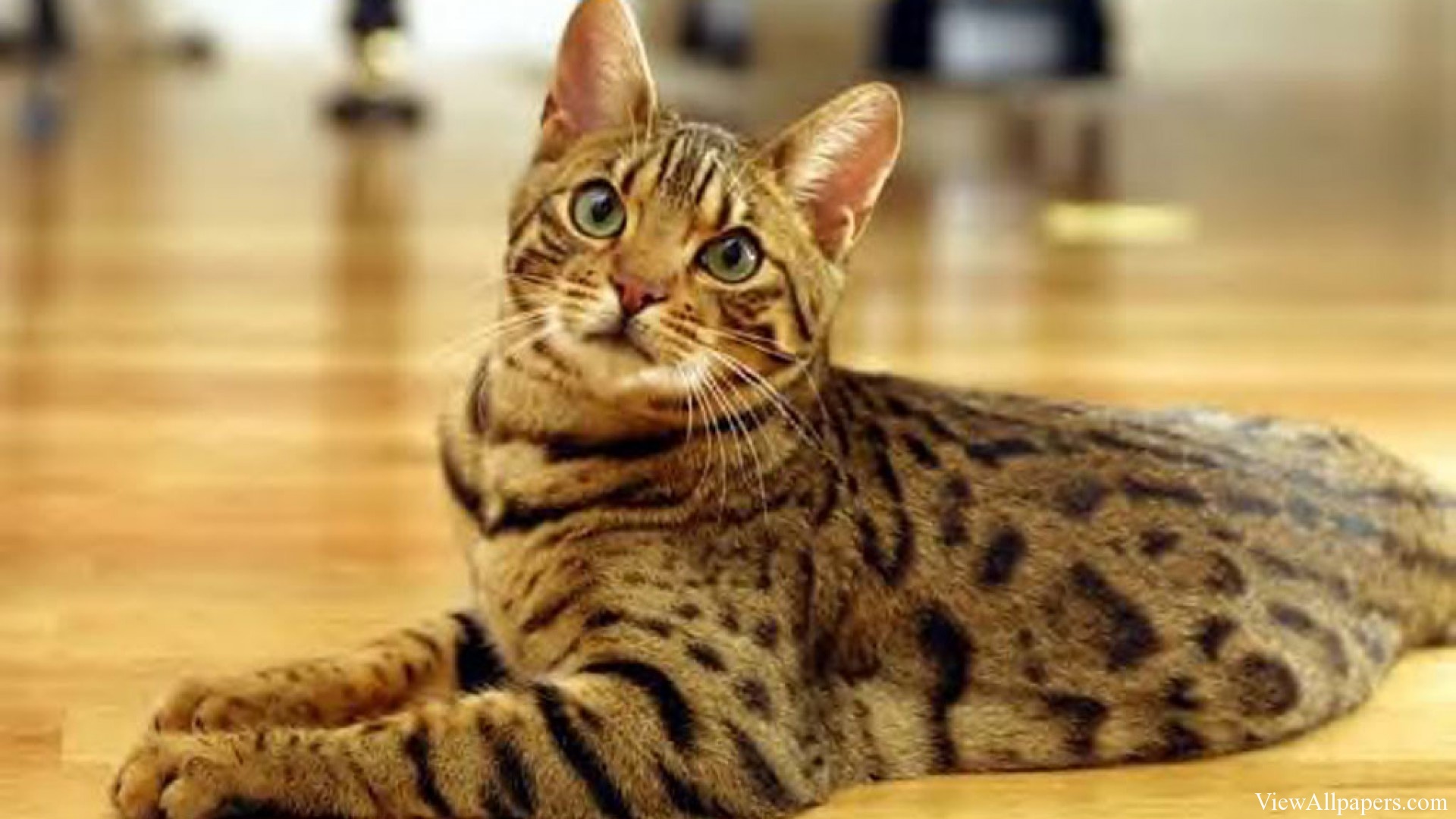 Bengal Cat High Resolution For Pc Puters