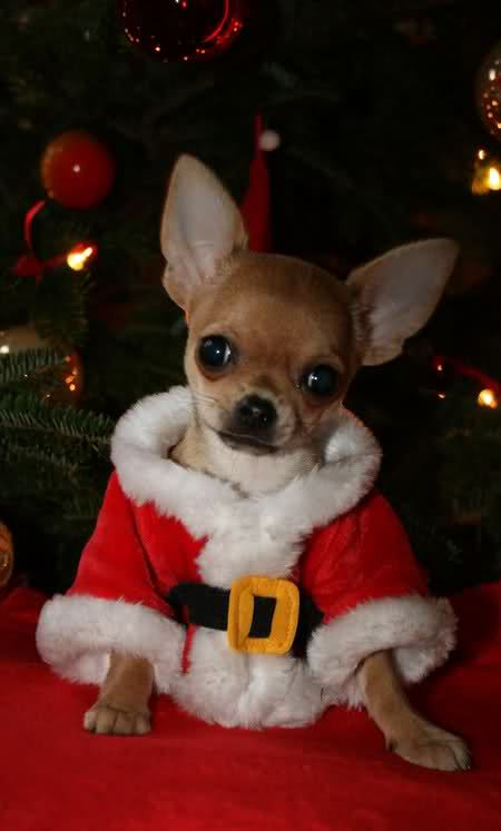 Cute Chihuahua In Father Christmas Costume Alchessmist Image