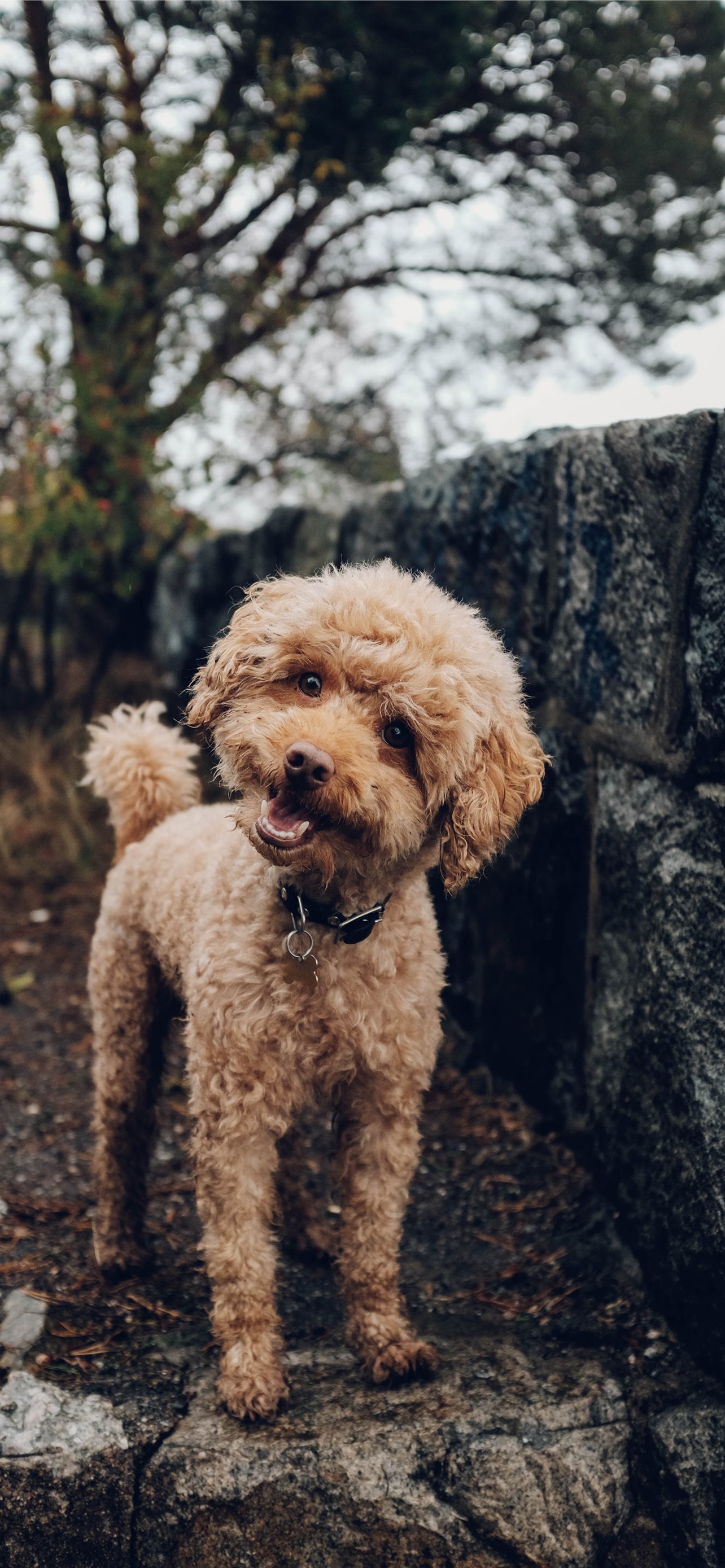 Short Coated Brown Dog iPhone Wallpaper
