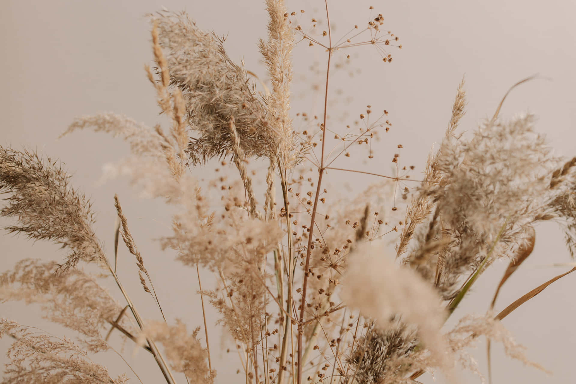 Pampas Grass Wallpaper