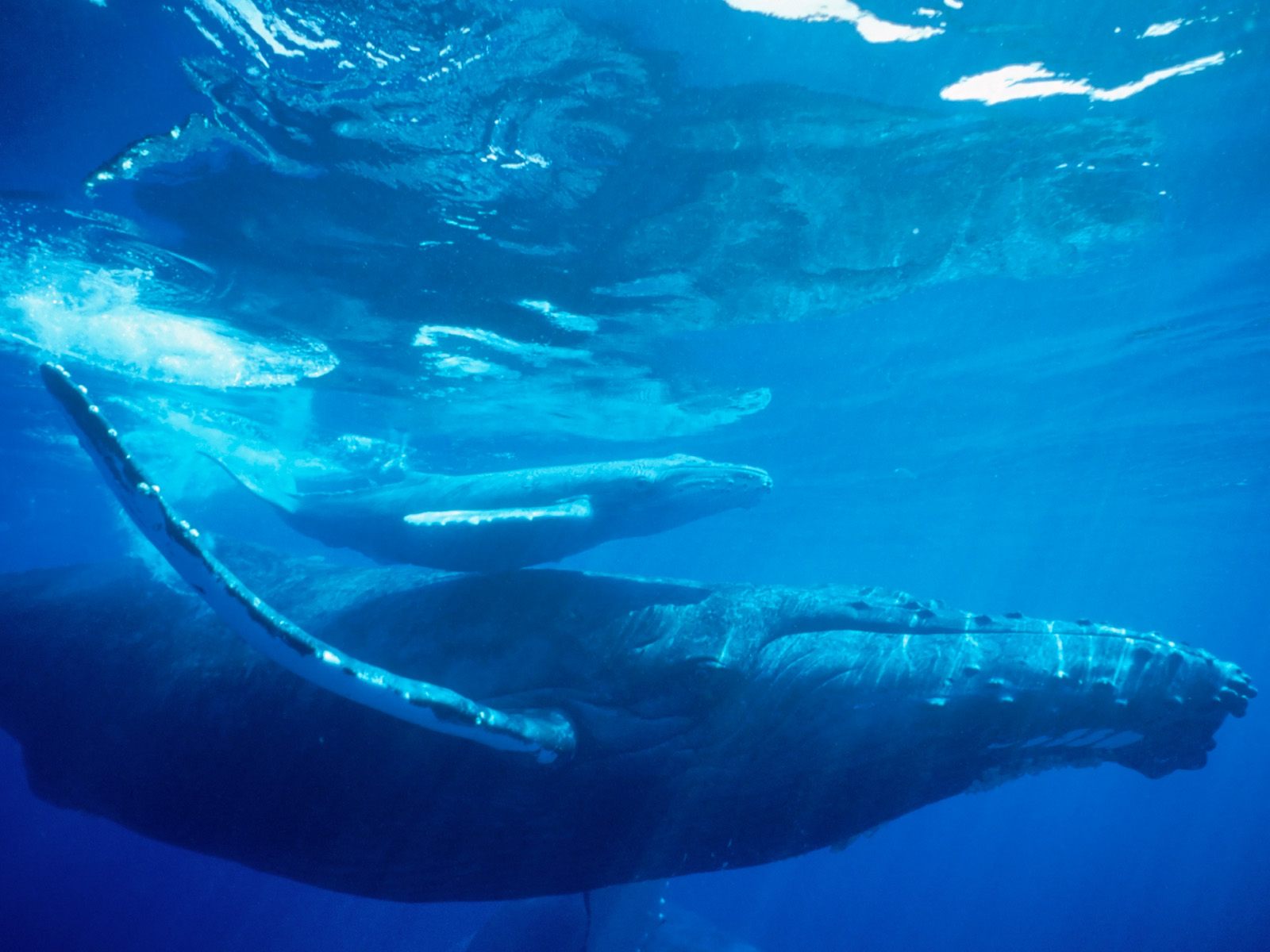 Hq Humpback Whale Hawaii Wallpaper