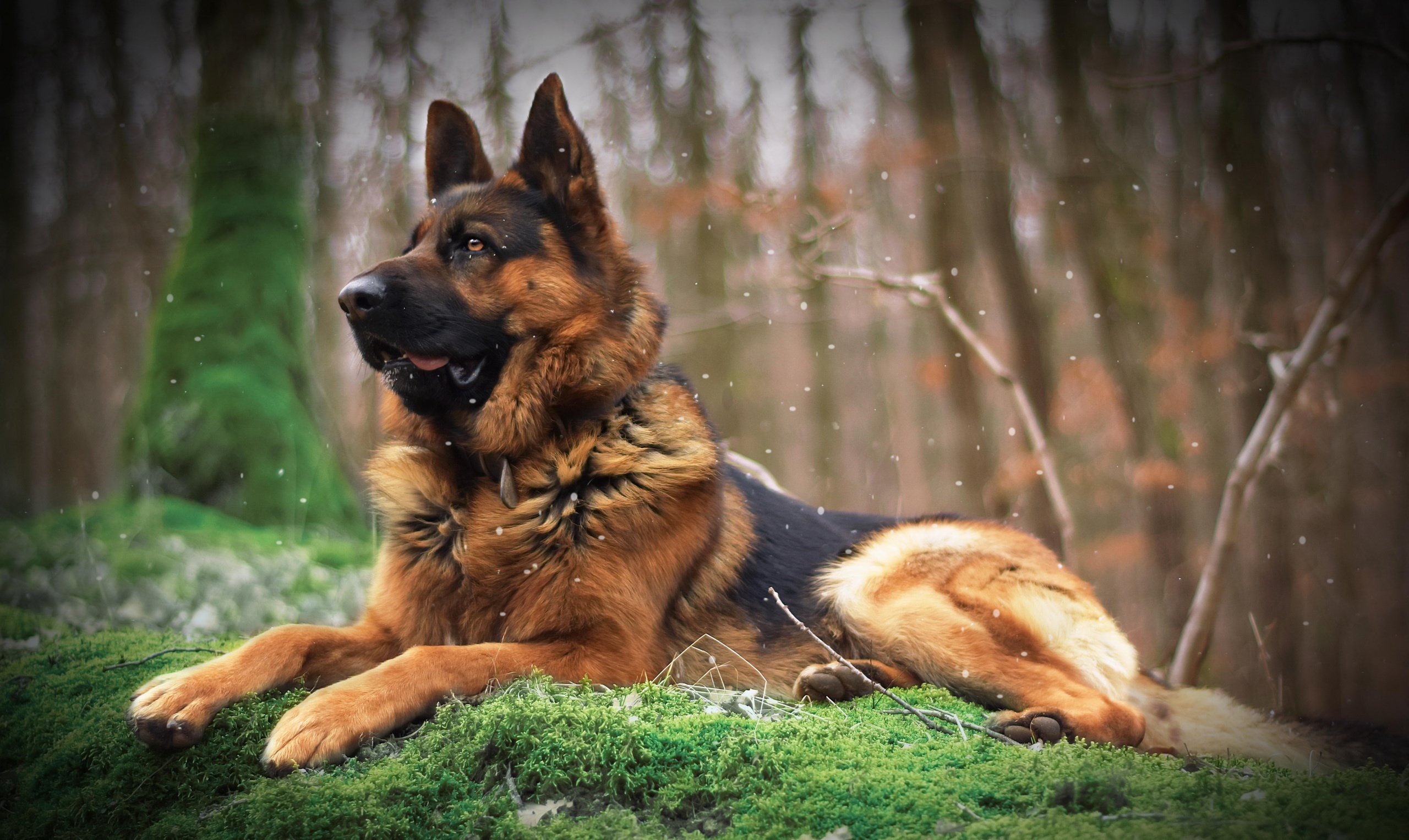 Depth Of Field Dog Animal German Shepherd HD Wallpaper