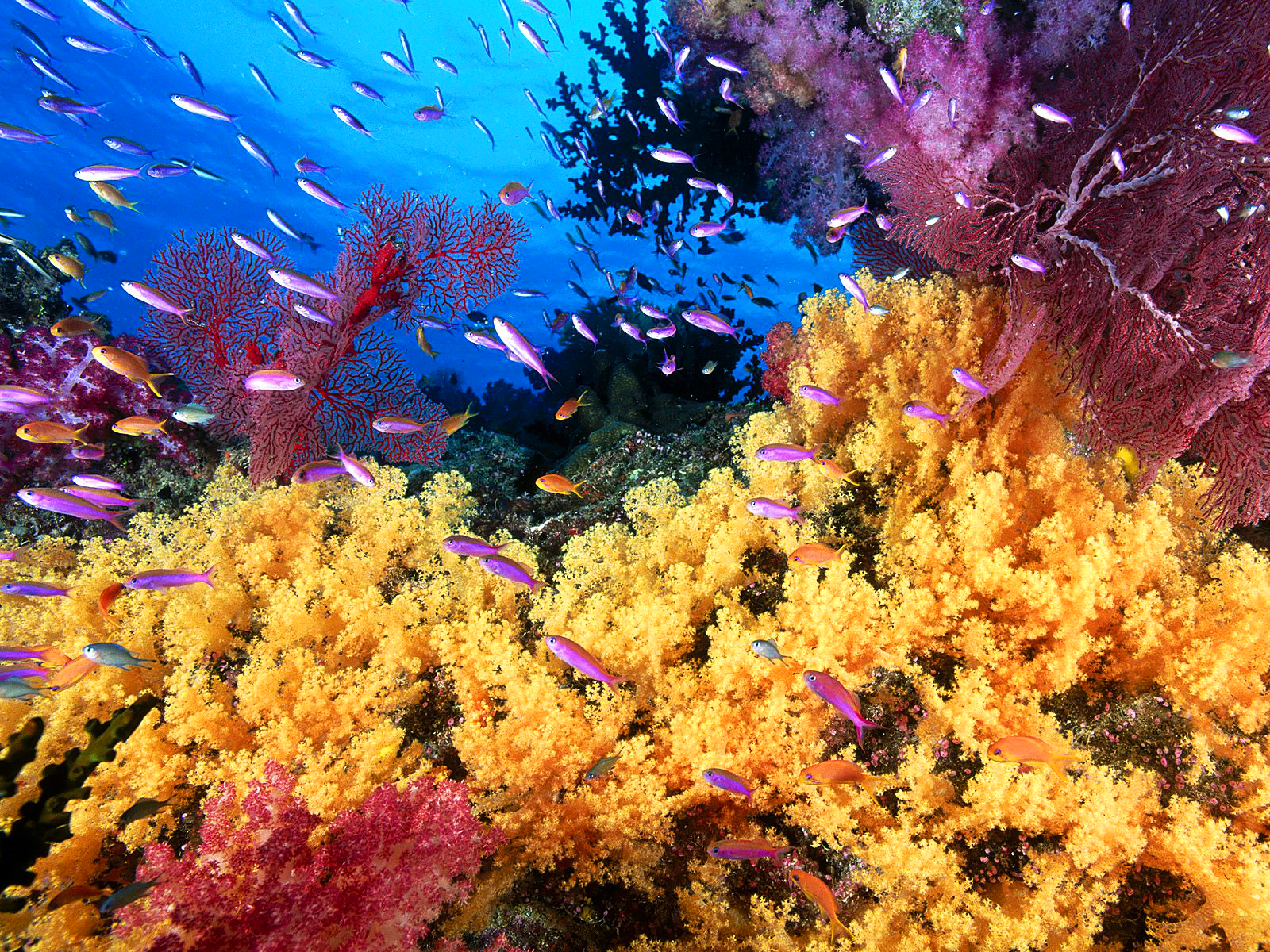 Coral Reef Life Fish Wallpaper